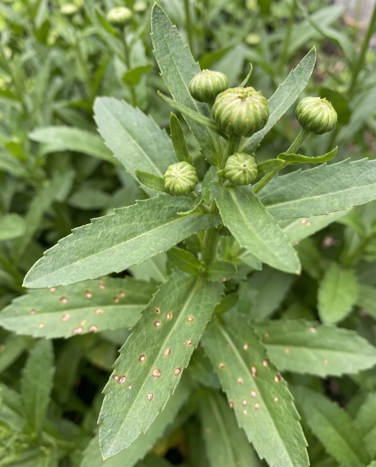 Daisy foliage marked with small sunken brown feeding spots while the flower buds above are clean and firm