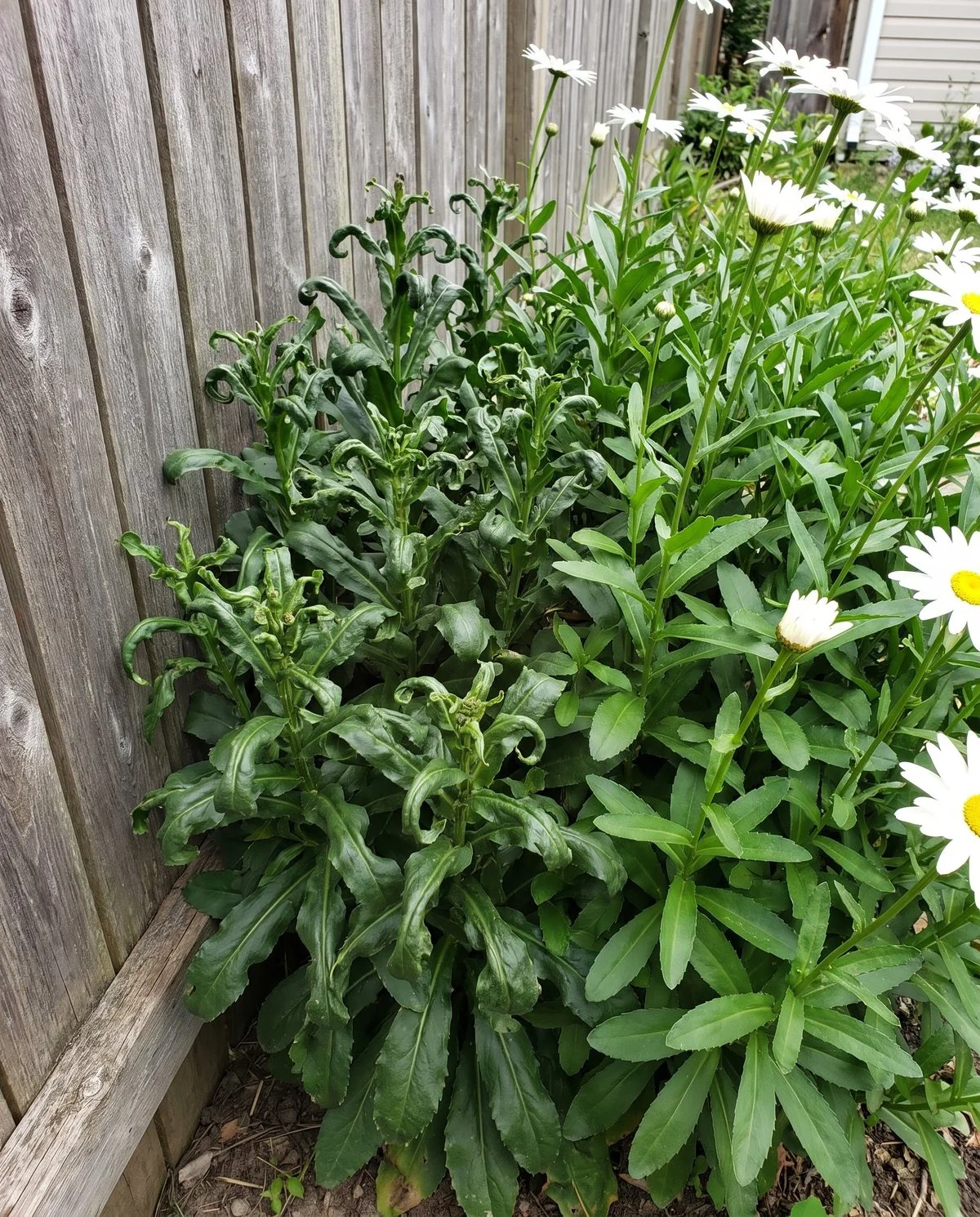 A daisy clump whose leaves on one side are twisted, cupped and leathery while the other side is normal