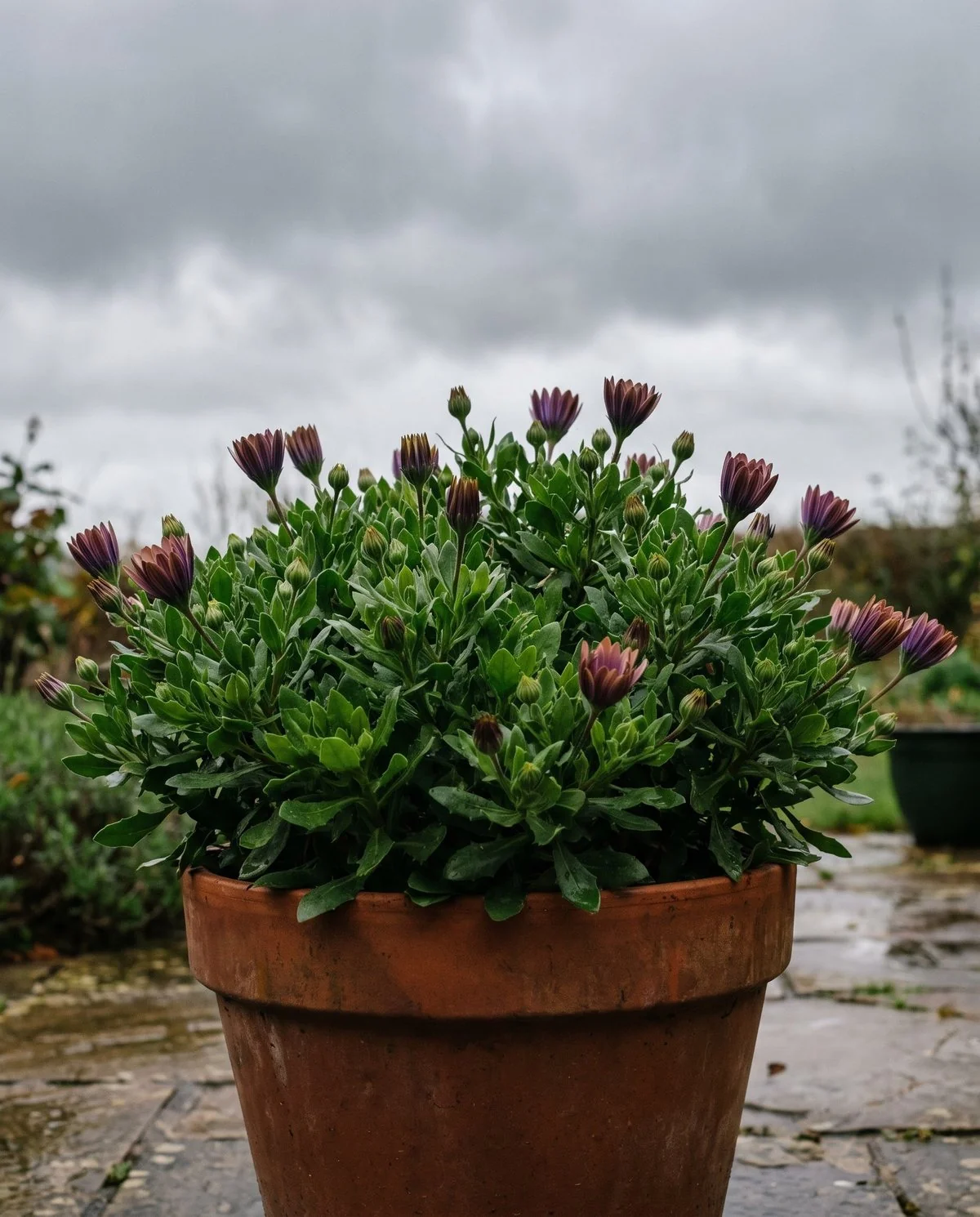 African daisy flowers furled shut under a gray sky, the closed rays showing their darker undersides