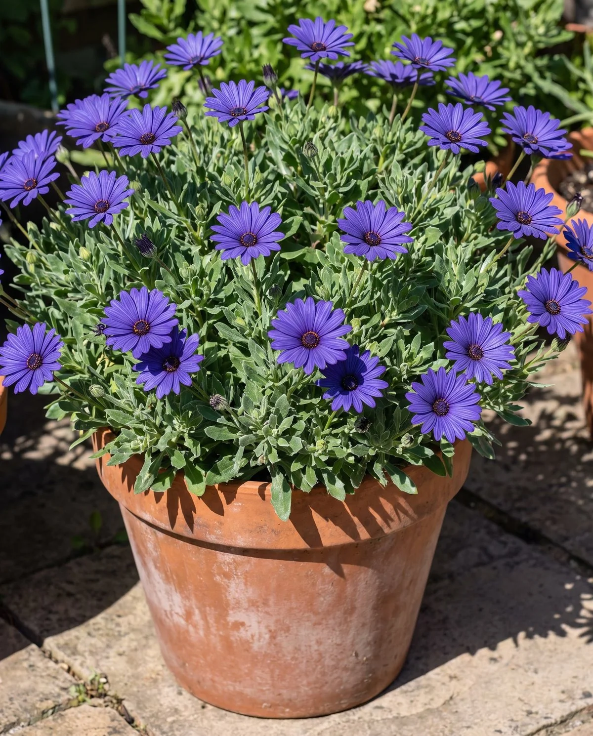 The same African daisies open wide in bright sun a few hours later