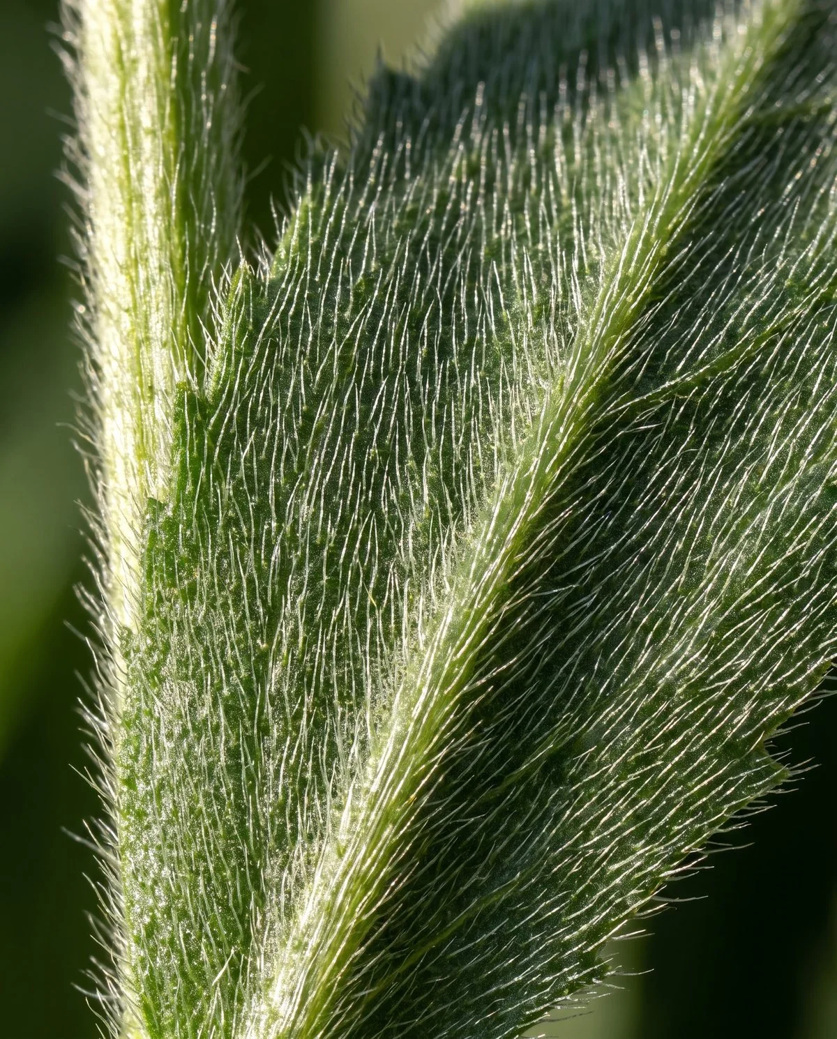 A Shasta daisy leaf covered evenly in fine silvery hairs that catch the light along its whole surface