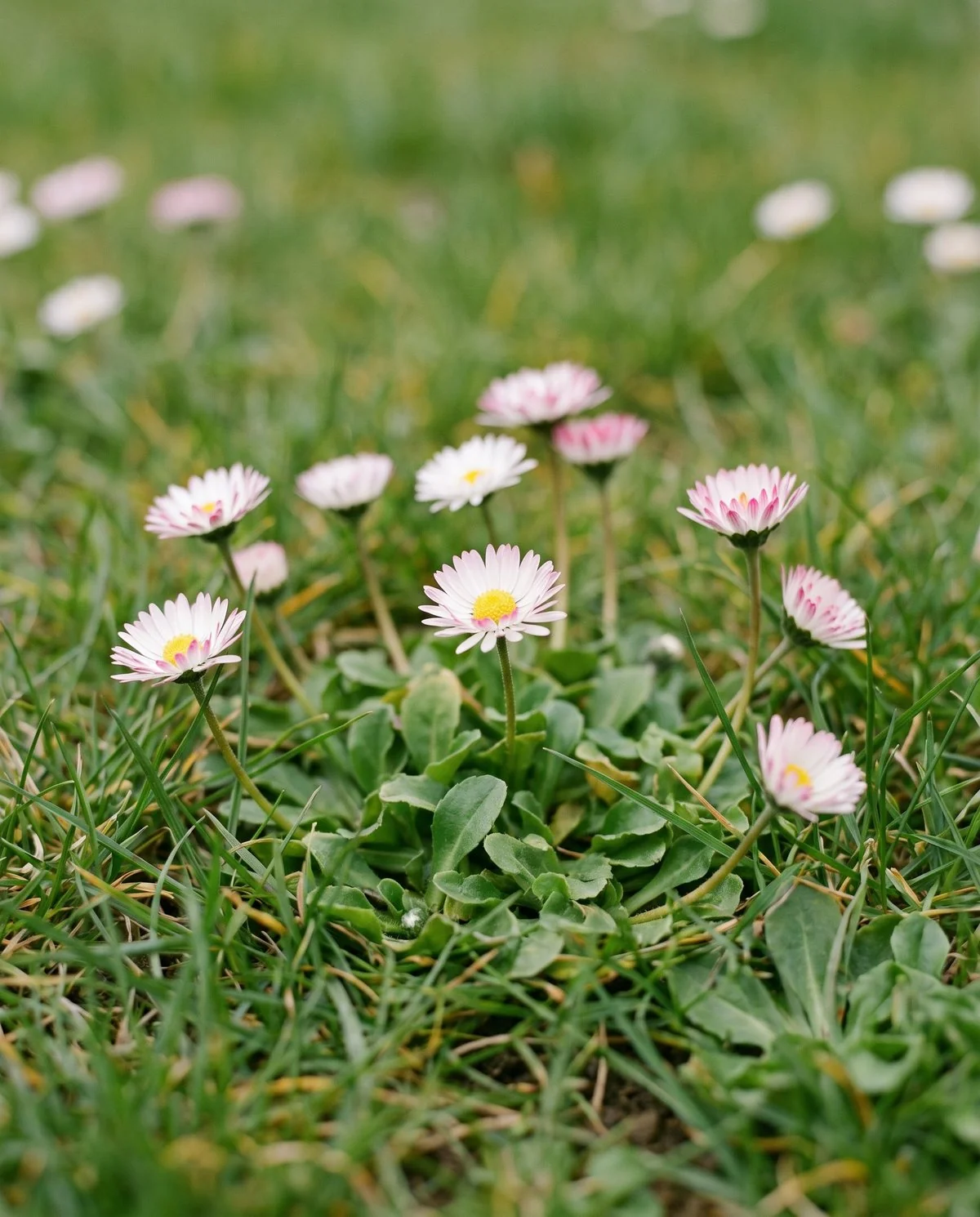 Tiny English daisies with pink-tipped white rays scattered low in lawn grass, each on a short leafless stalk