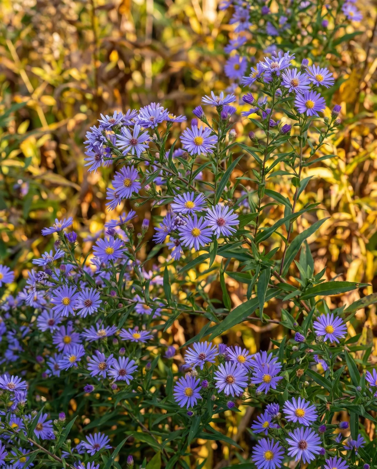 Sprays of small violet-blue Michaelmas daisies with narrow rays and yellow centers in autumn light