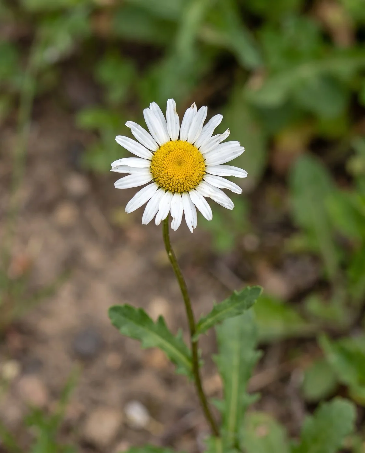 A smaller oxeye daisy head on a thin stem, with a deeply lobed spoon-shaped basal leaf below it