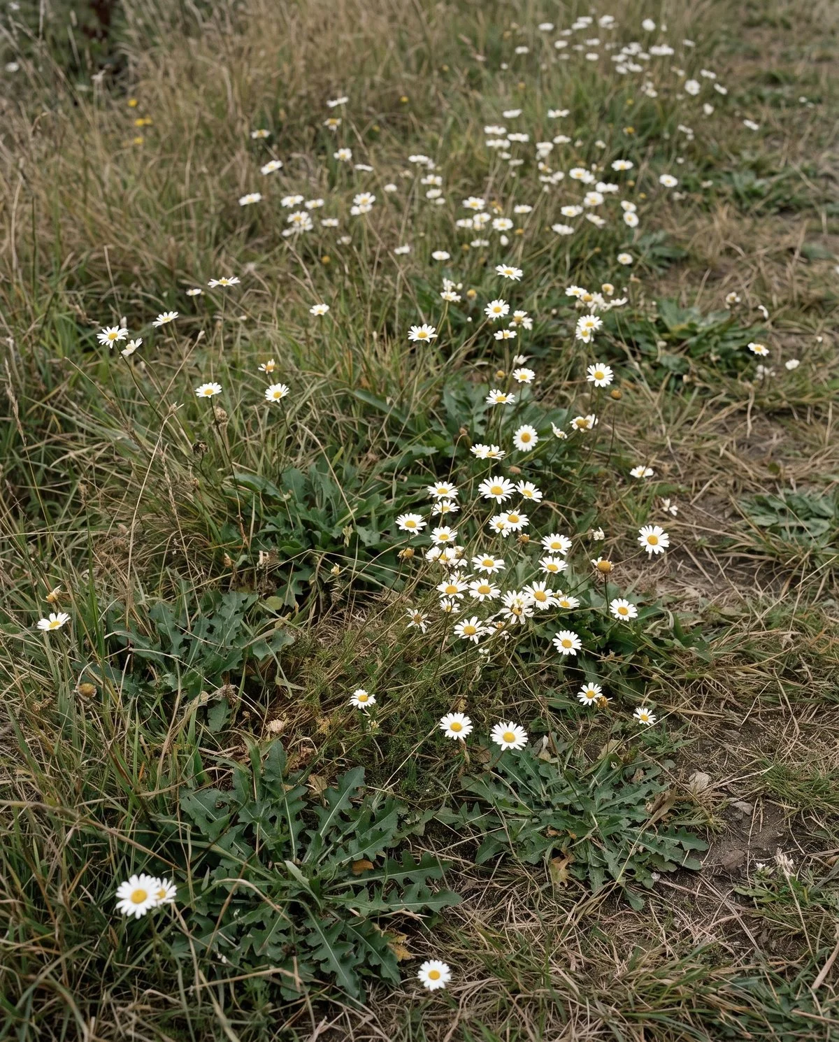 A drift of small oxeye daisies spreading through rough roadside grass on thin wiry stems