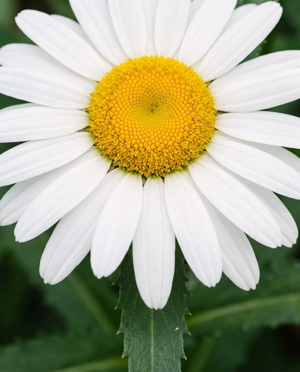 A single large Shasta daisy head filling the frame, its broad white rays evenly spaced around a wide gold disc