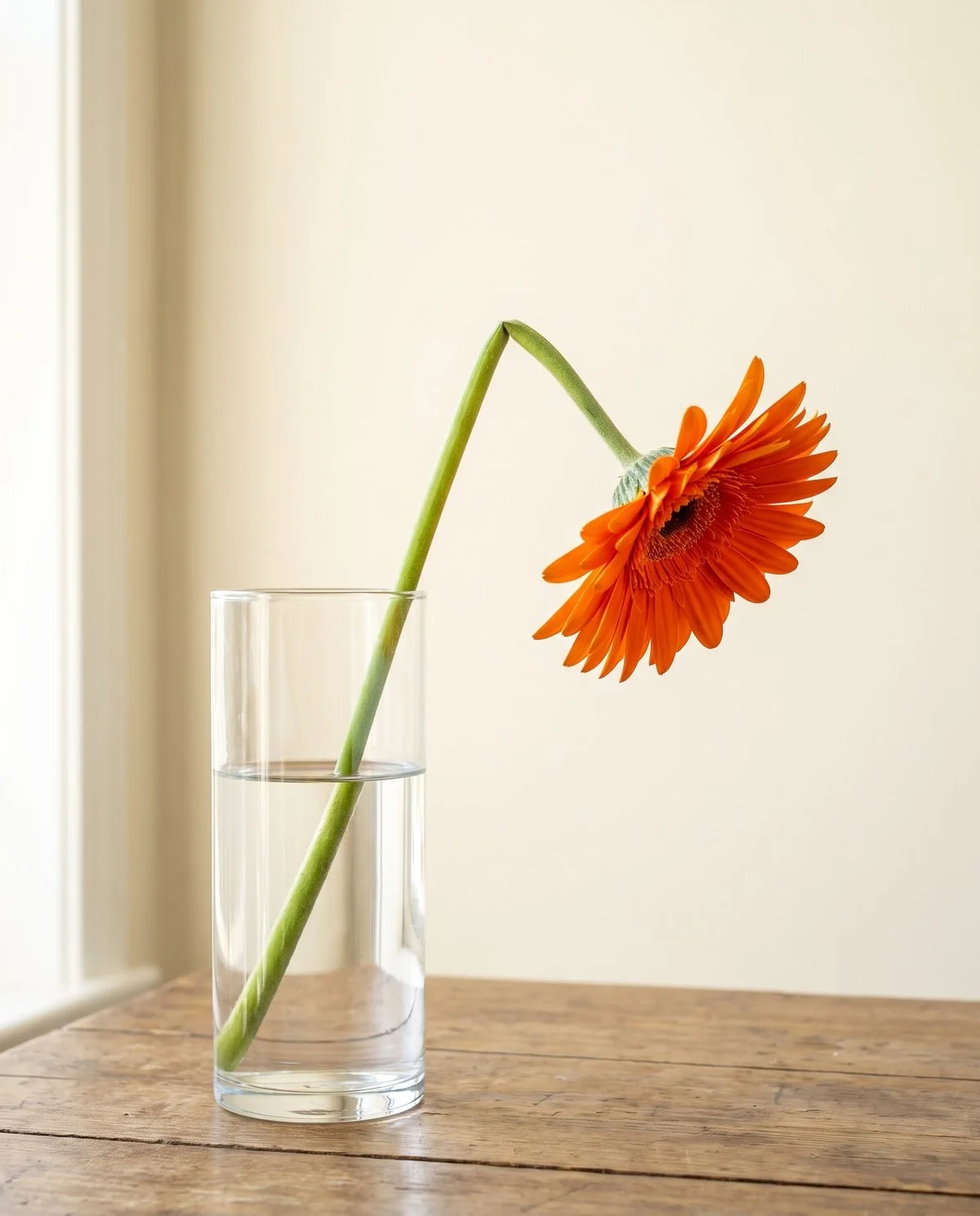 A cut gerbera in a vase whose head has folded over sideways on a stem that still looks fresh and intact