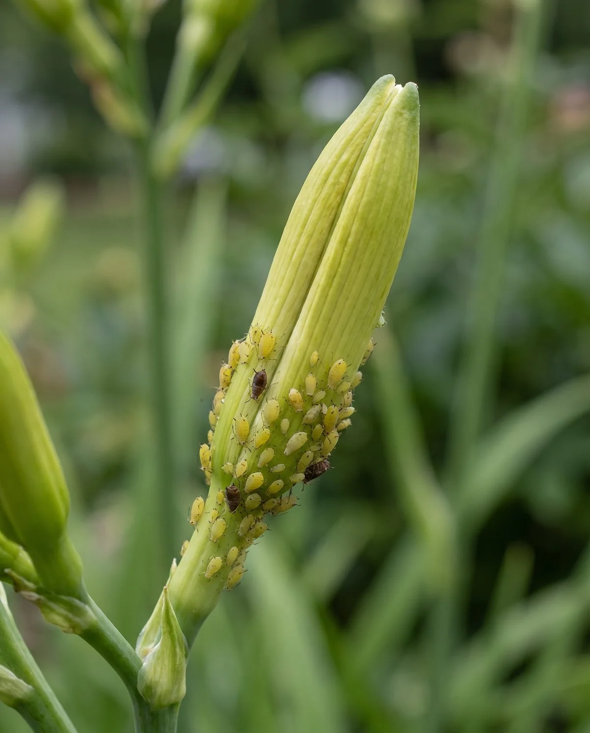 A cluster of small soft-bodied aphids gathered at the base of a daylily flower bud