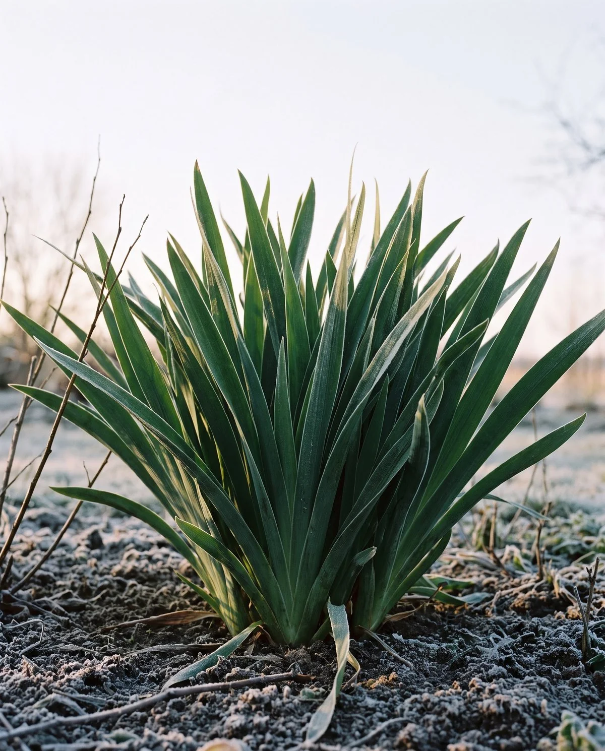 An evergreen daylily clump still fully green in winter, its strap leaves standing rather than dying back