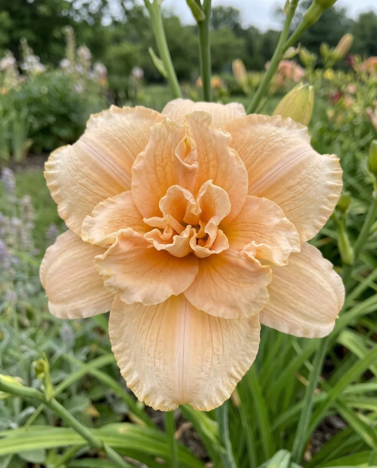 A double daylily whose extra layers of petals make the bloom read as a flower inside a flower