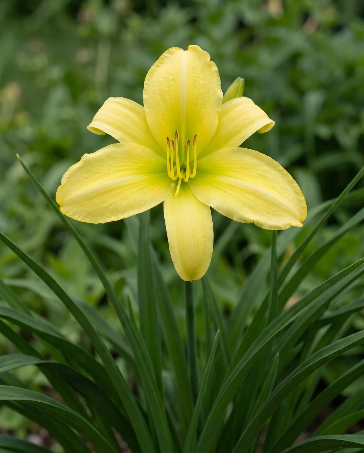 A polymerous daylily carrying four petals and four sepals instead of the usual three of each