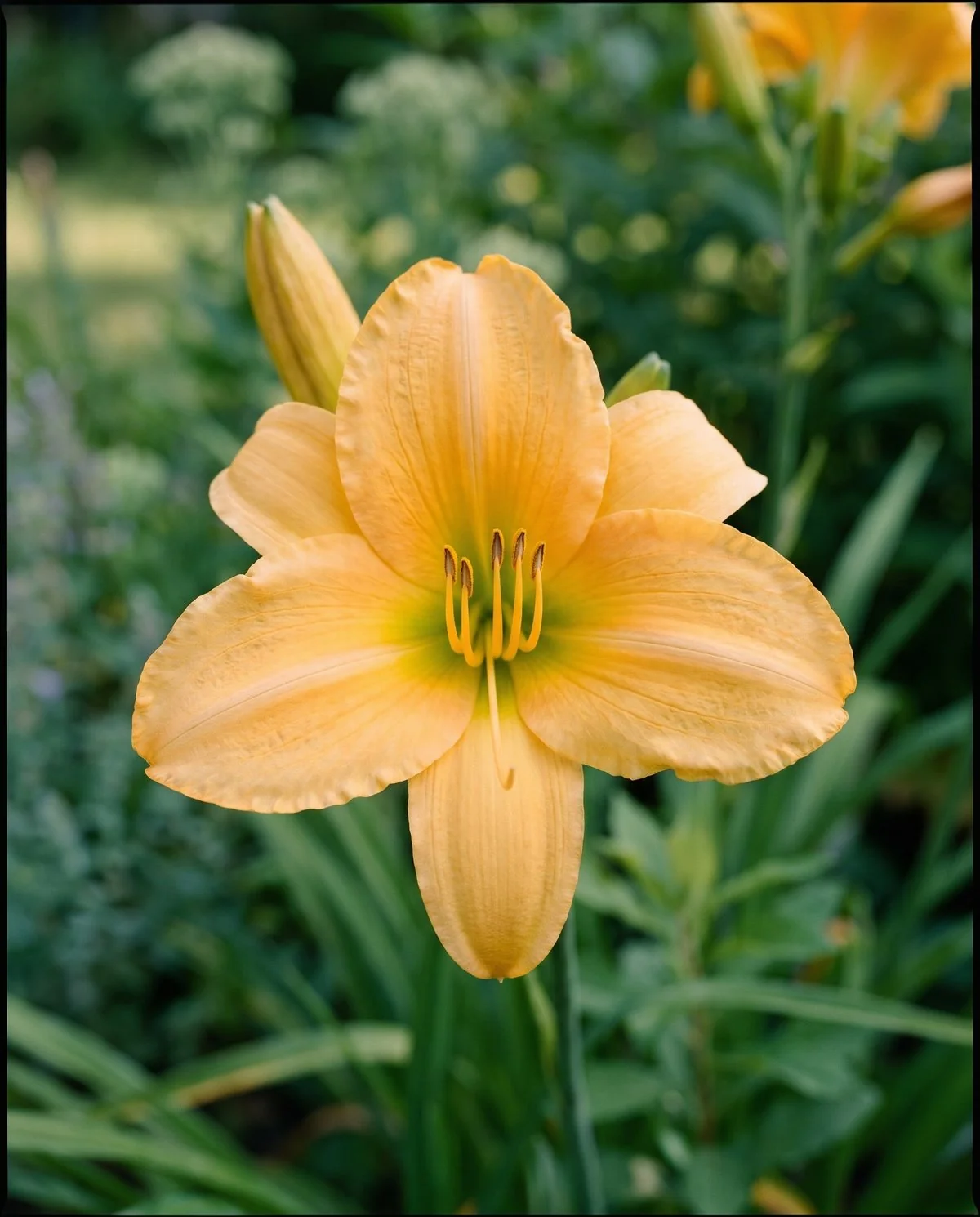 A single-form daylily flower showing three petals, three sepals and six stamens around one pistil