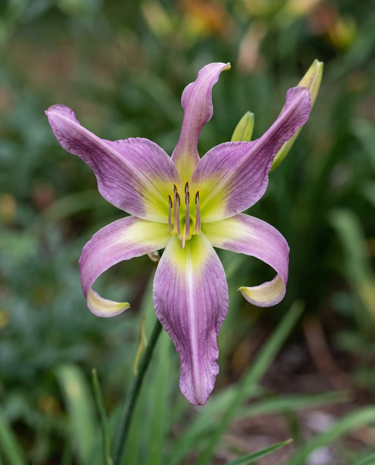 An unusual-form daylily with pinched and quilled petals twisting away from the throat