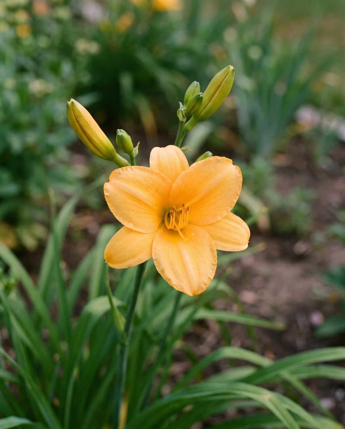 A freshly opened daylily flower on its scape, petals firm and unmarked with tight buds waiting above it