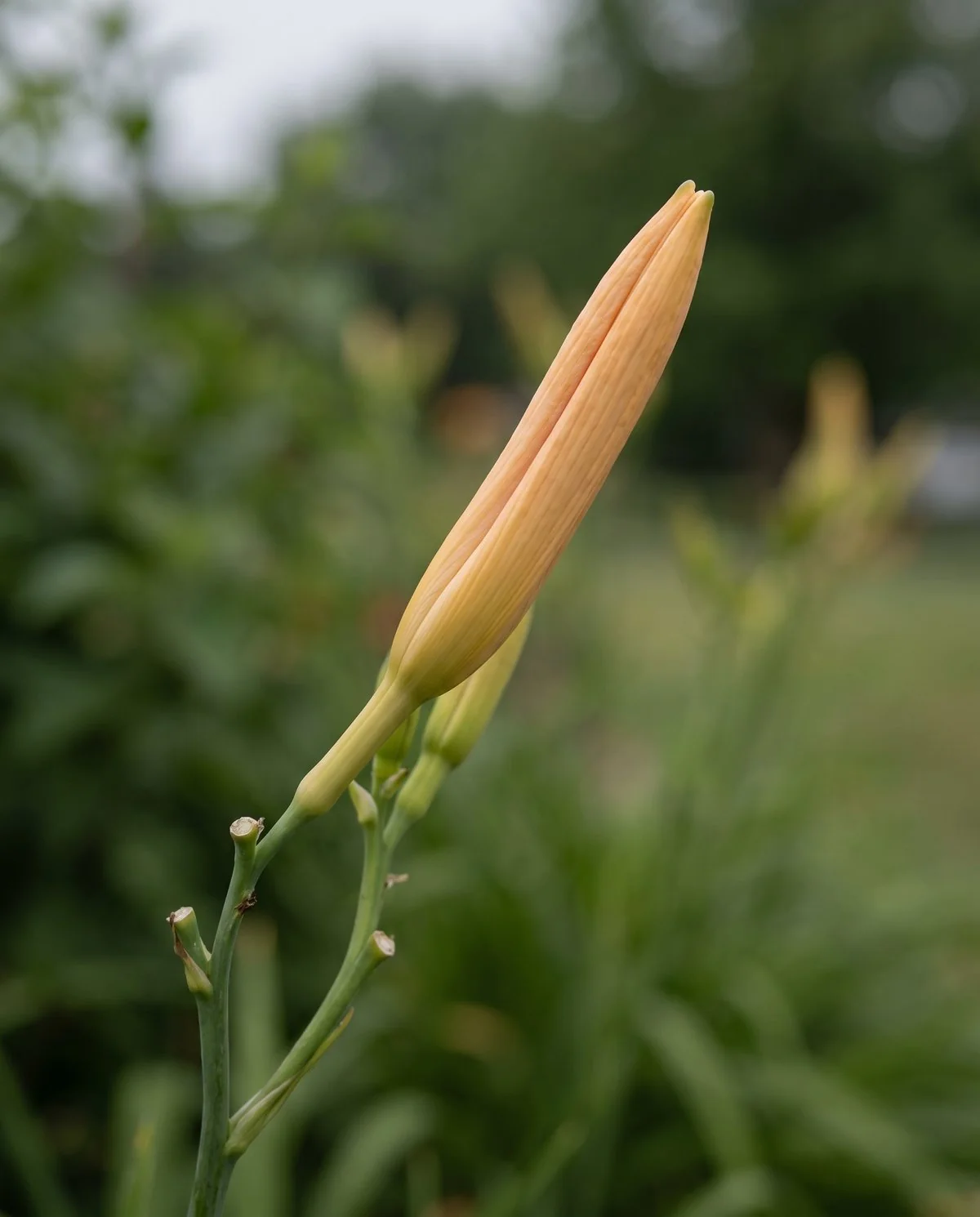A healthy daylily bud, firm and in proportion, with clean smooth surfaces at the base