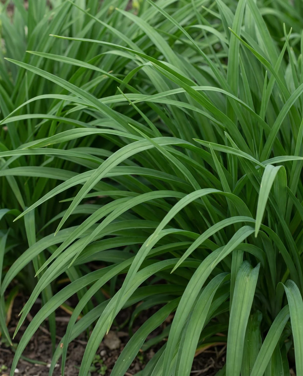 Healthy daylily foliage, arching strap-shaped leaves in an even green with no speckling