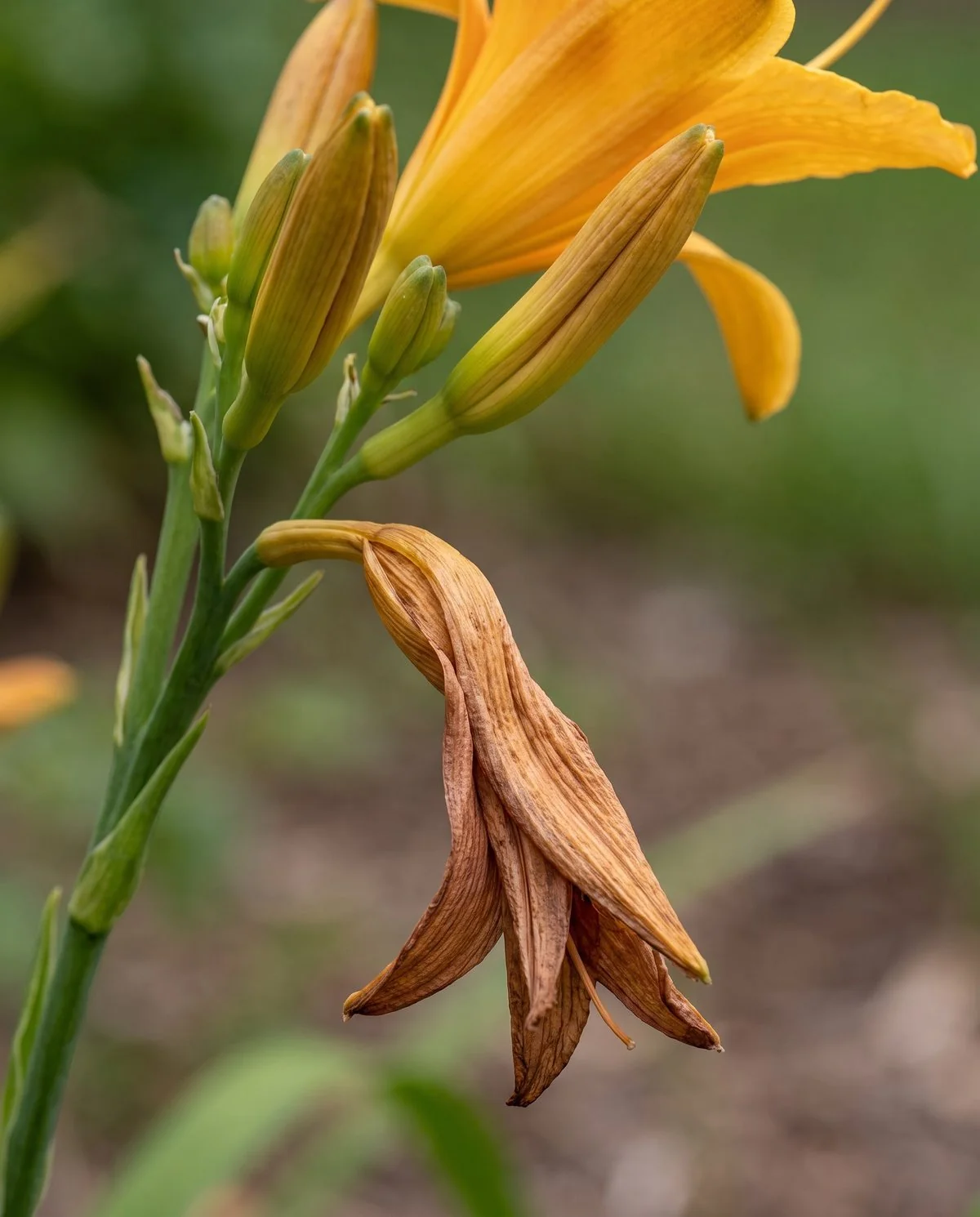 A spent daylily bloom closed and browning evenly on the scape beside the next unopened buds
