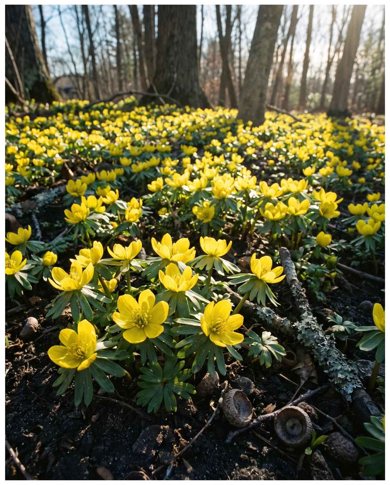 Yellow winter aconite flowers carpeting bare ground beneath a deciduous tree.