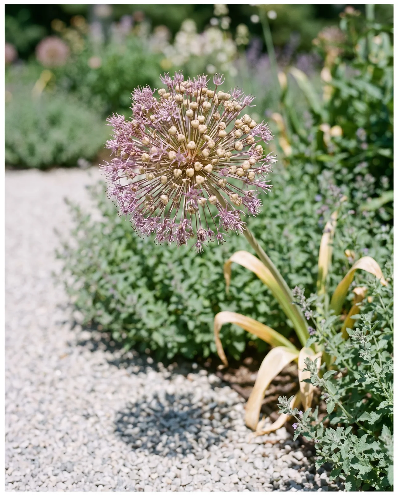 Allium seed heads drying above green perennial border along a gravel path.