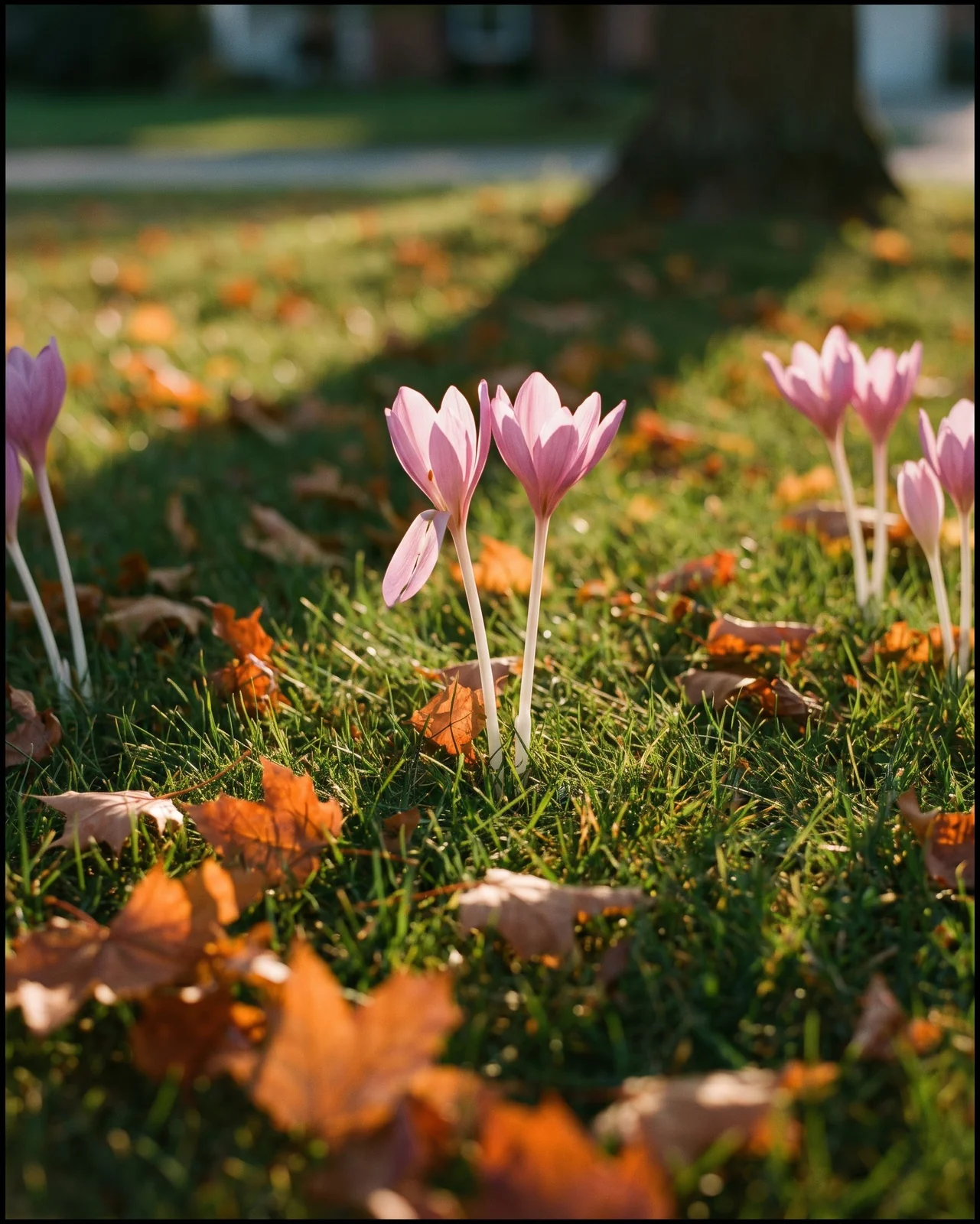 Leafless pink autumn crocus blooms rising through mown lawn and fallen leaves.