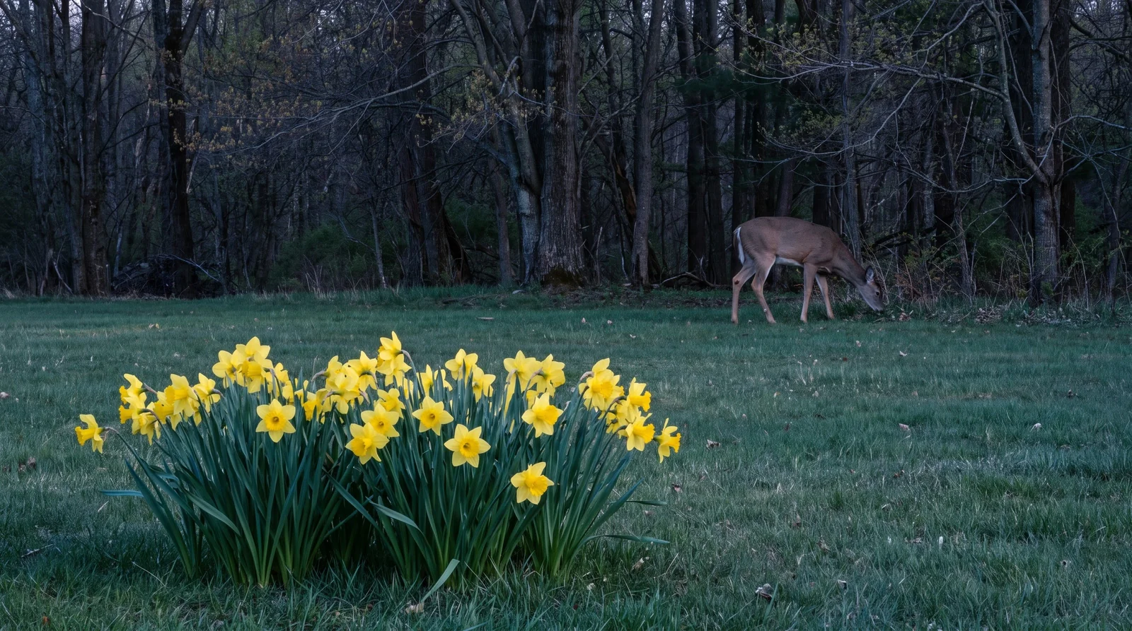 Distant deer grazing at meadow tree line behind untouched daffodil border.