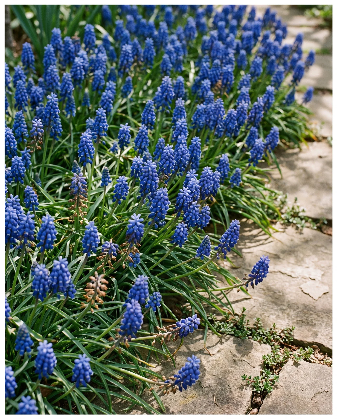 Dense grape hyacinths spilling over a stone cottage garden walkway edge.