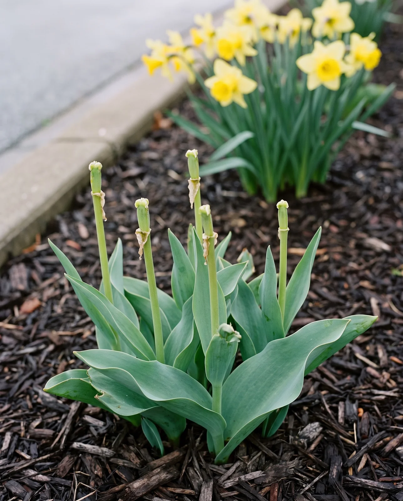 Beheaded tulip stems with cleanly bitten tops standing in garden bed.