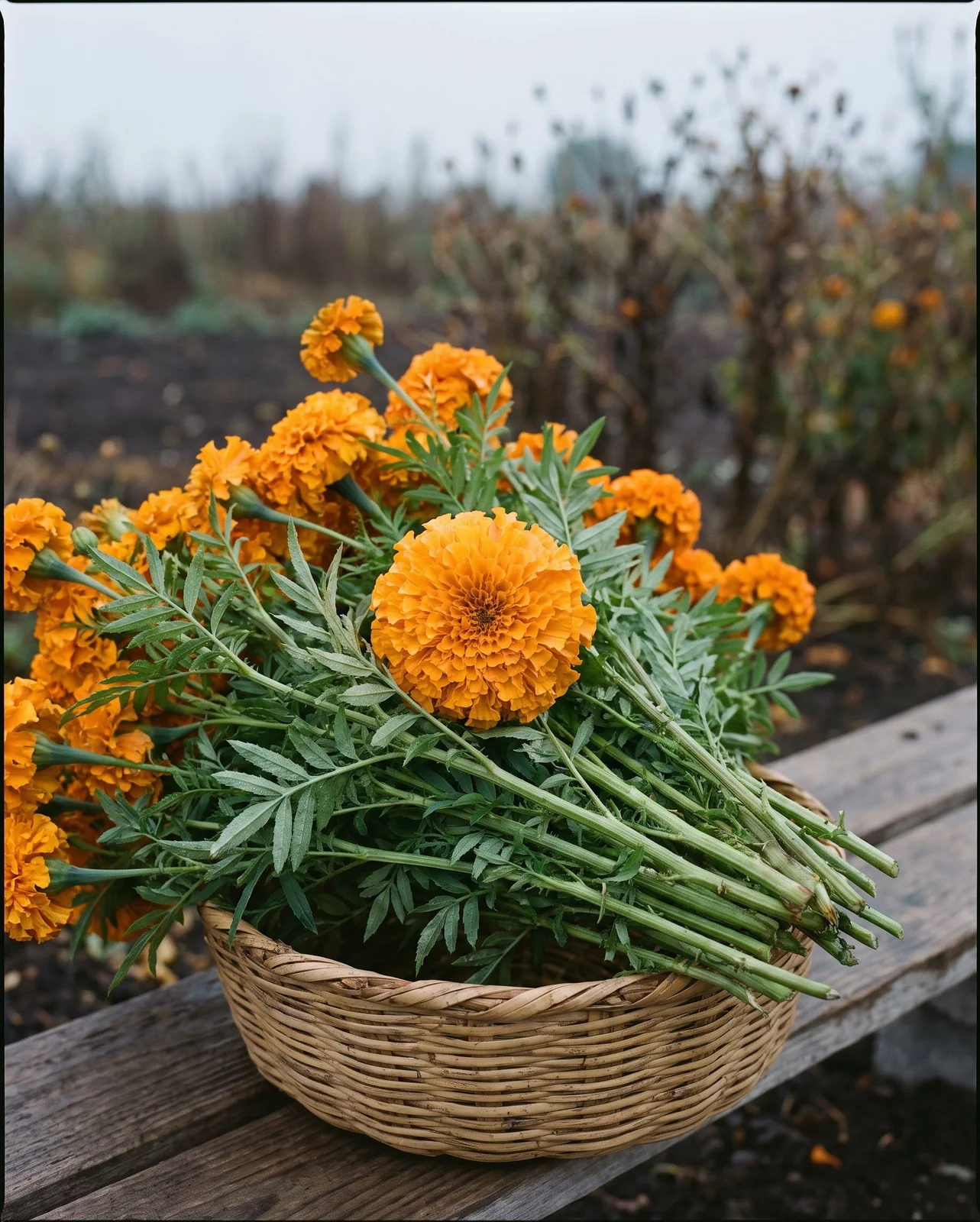 Fresh cut orange marigolds on woven basket in morning garden