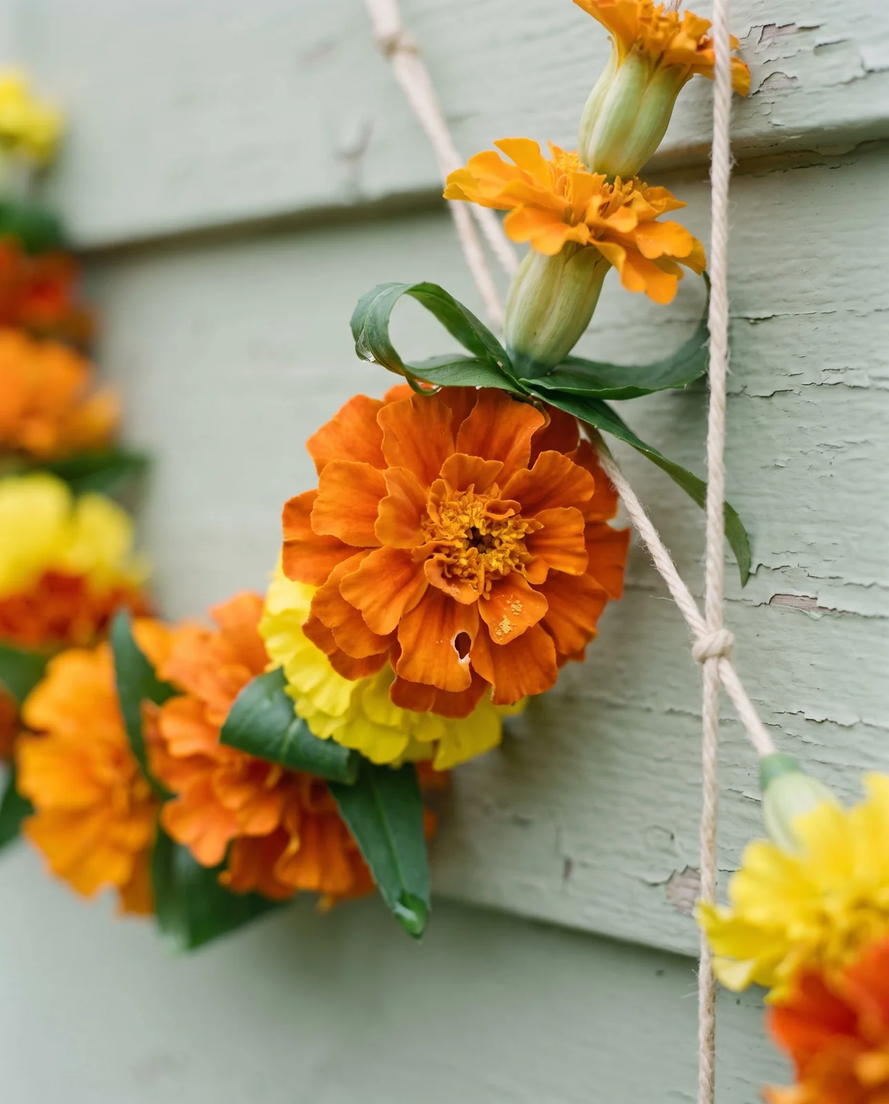 Close-up detail of strung marigold flowers and mango leaves