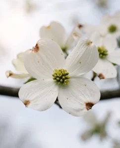 dogwood gallery bract macro notch