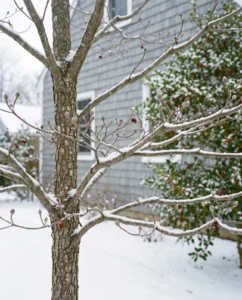 dogwood gallery winter structure snow