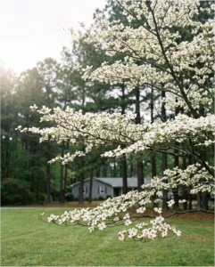A flowering dogwood with tiered branches of white bracts in full bloom on a lawn under tall pines in April