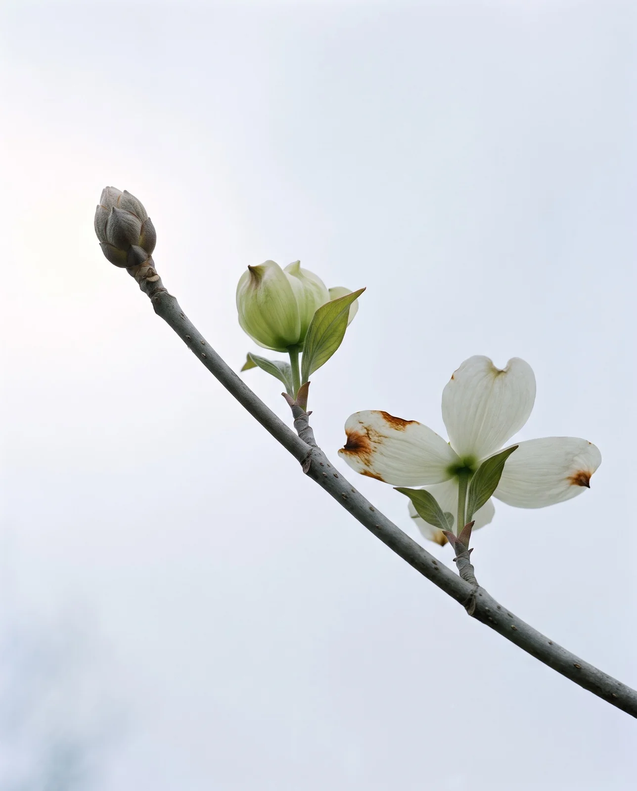 One dogwood branch showing button buds, half-open greenish bracts and fully open white bracts against the sky