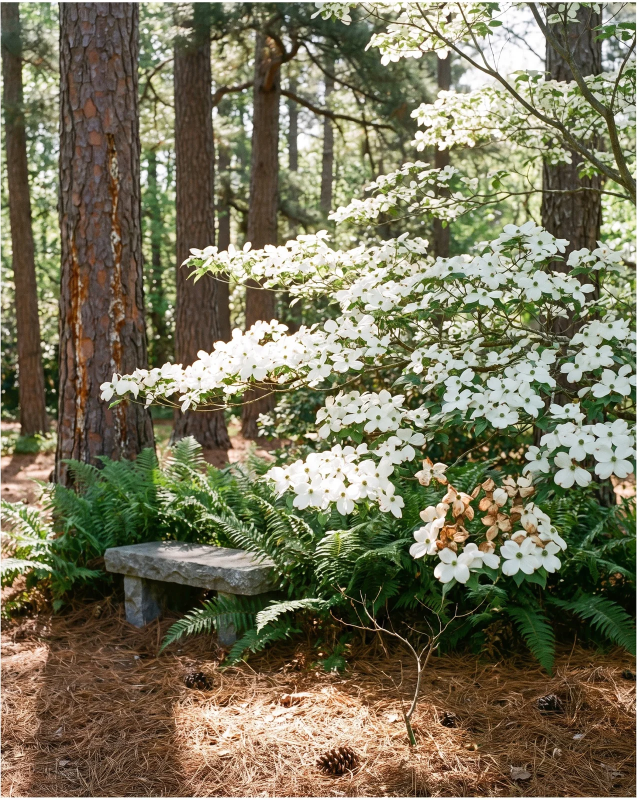 A flowering dogwood in bloom in dappled shade under tall pines with patches of sun on the bracts