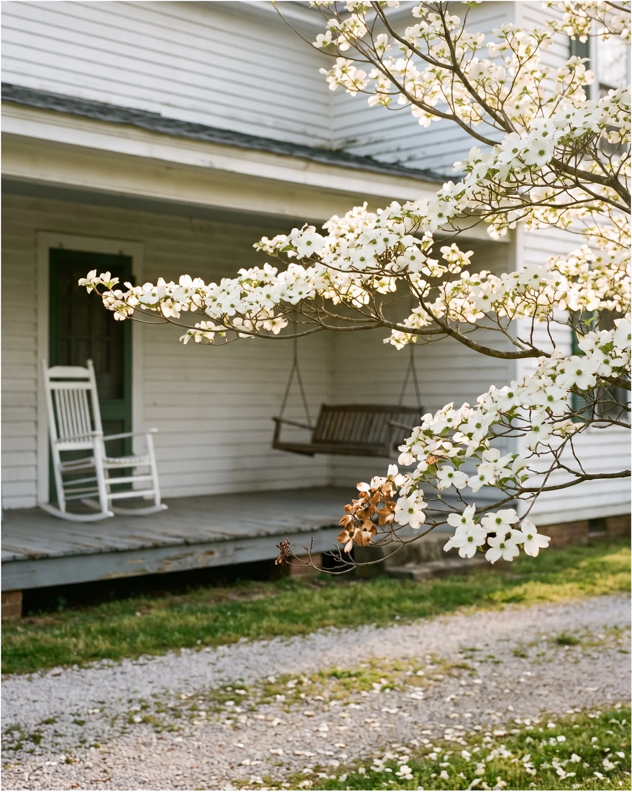 A flowering dogwood in white bloom beside an old Southern farmhouse porch with a swing in soft morning light