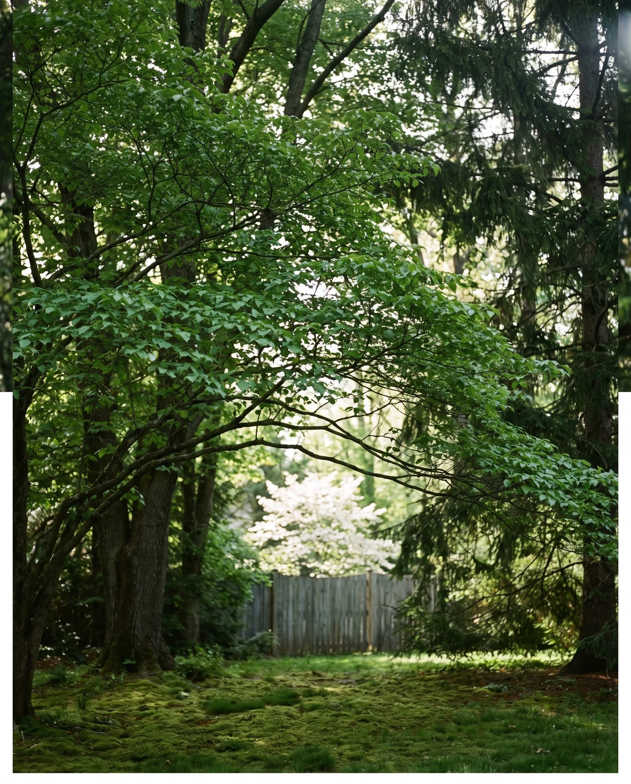 A healthy leafy dogwood with no blooms in deep shade under a dense canopy in May