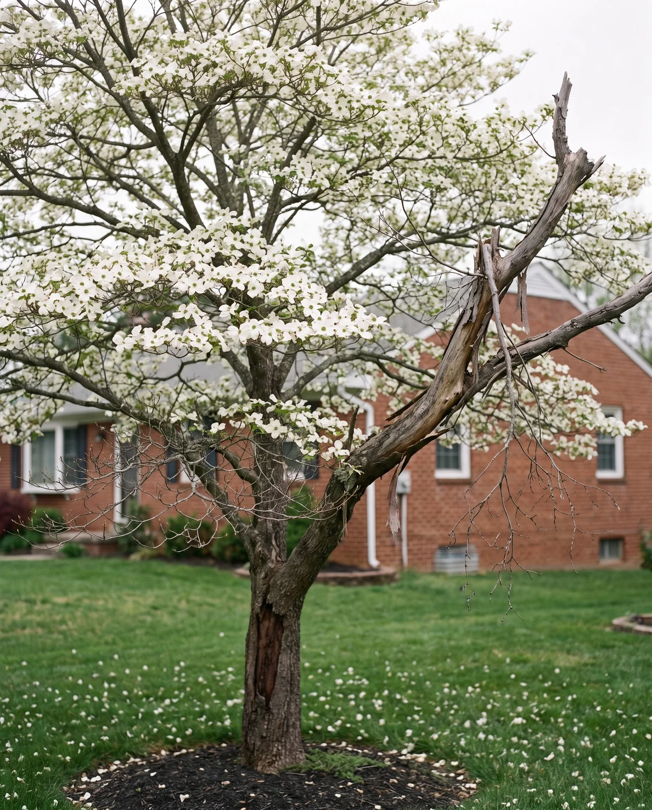 A flowering dogwood in bloom with one large dead bare limb and a sparse crown among the white bracts