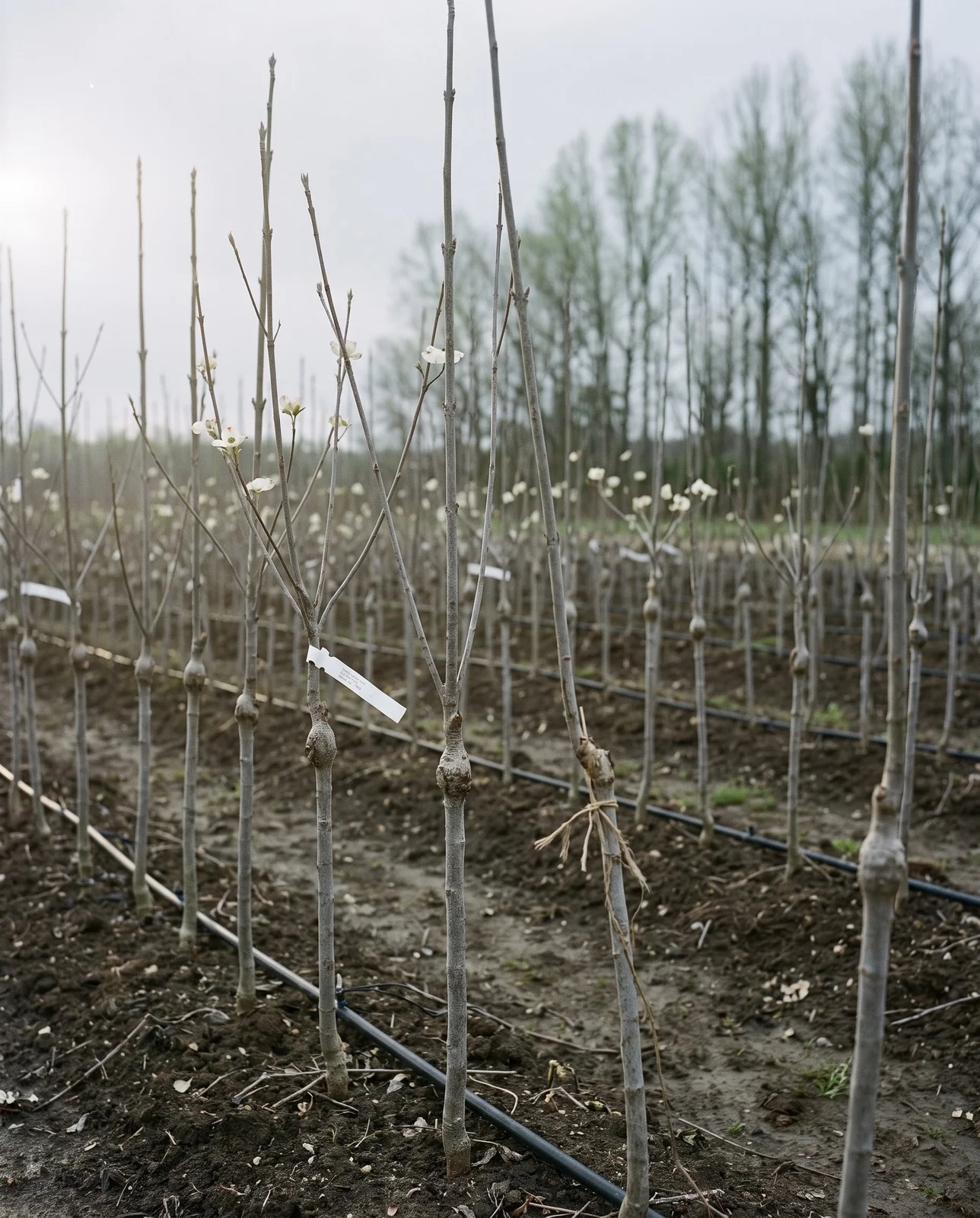 Rows of young grafted dogwood trees in a nursery field with graft unions visible in spring