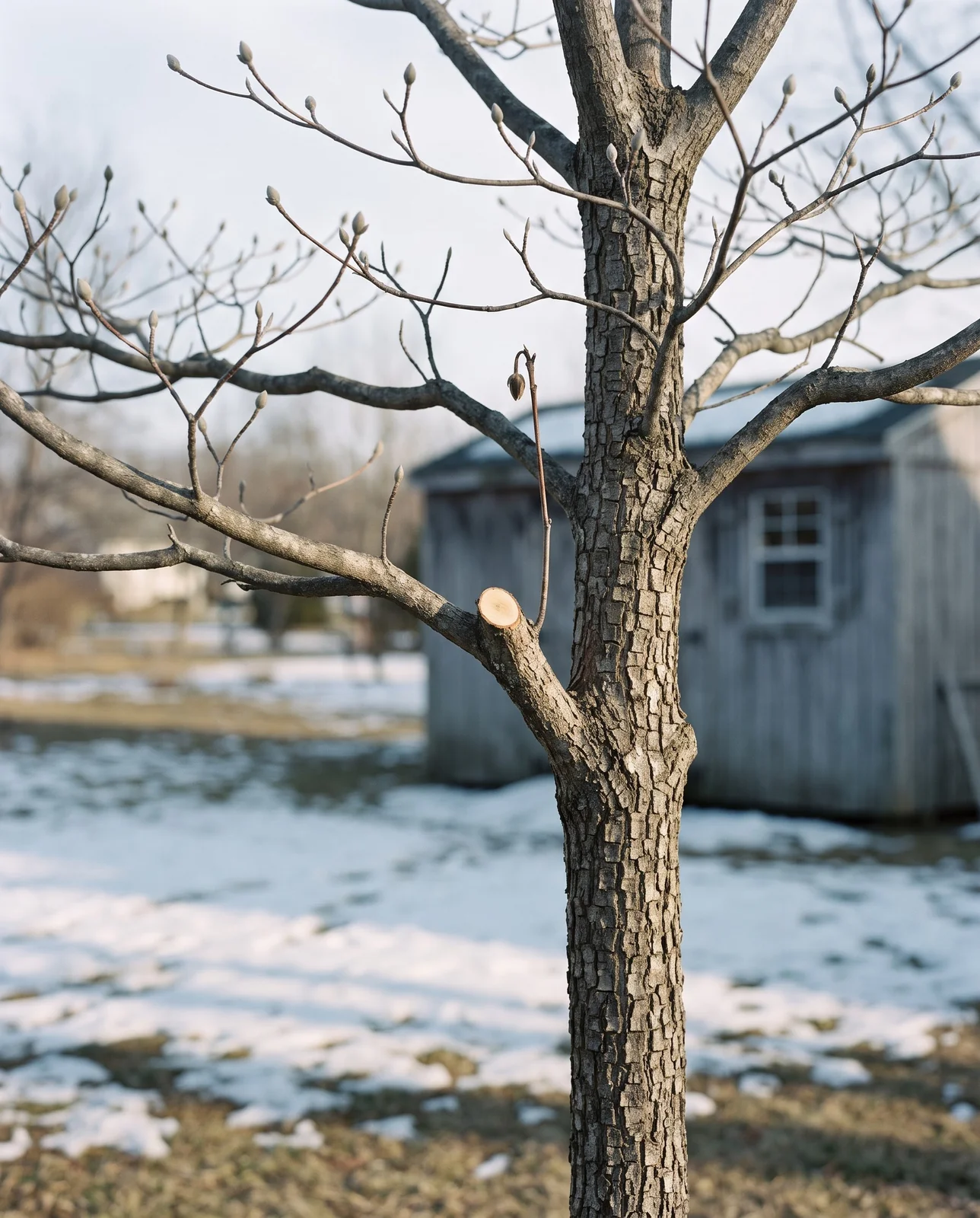 Bare winter structure of a dogwood with tiered branches and a clean cut where a crossing limb was removed