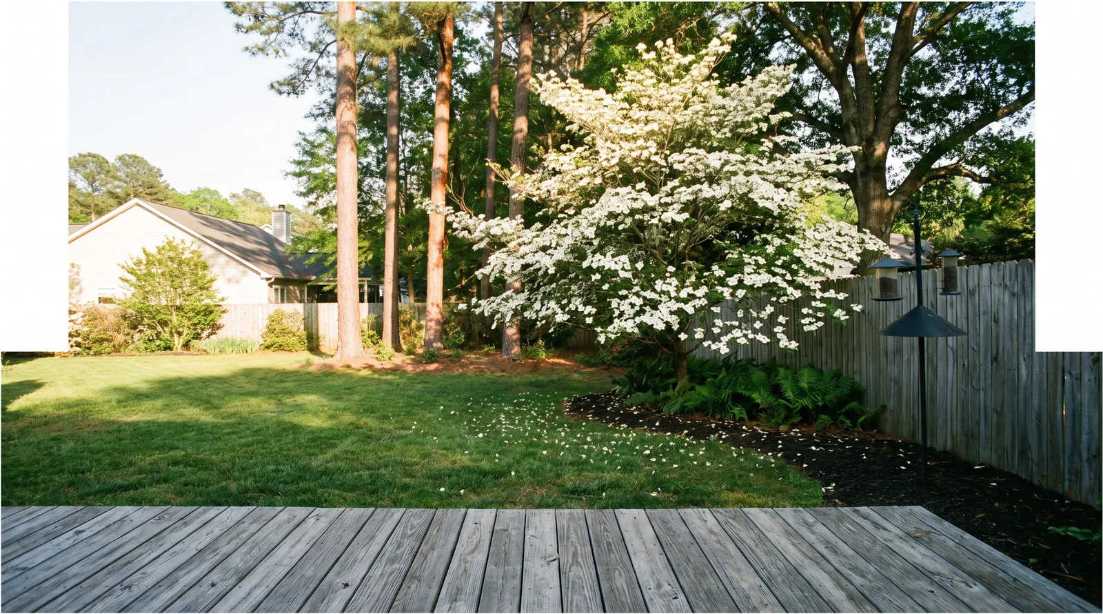 Wide view of a dogwood planted at a yard's woodland edge with afternoon shade from taller trees and a house in sun