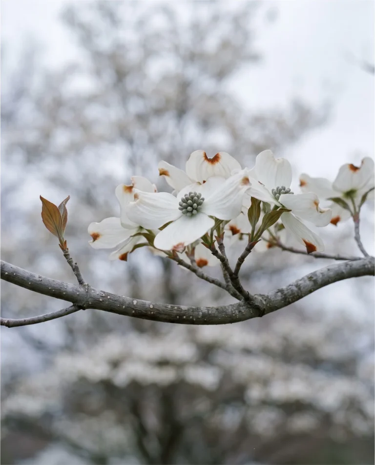 Flowering dogwood branch in April with notched white bracts open on bare wood before the leaves