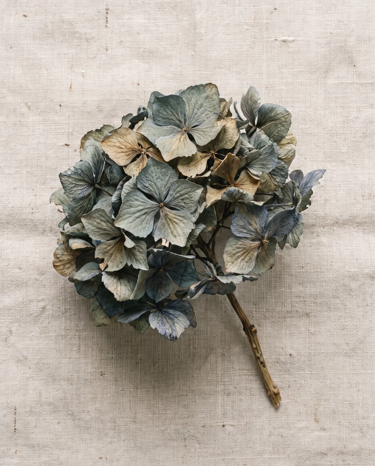 Fully dried hydrangea flowerhead with shrunken papery sepals on linen fabric