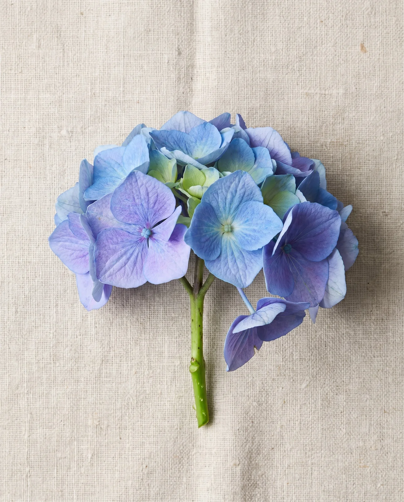 Freshly cut blue hydrangea flowerhead flat-lay on plain linen fabric