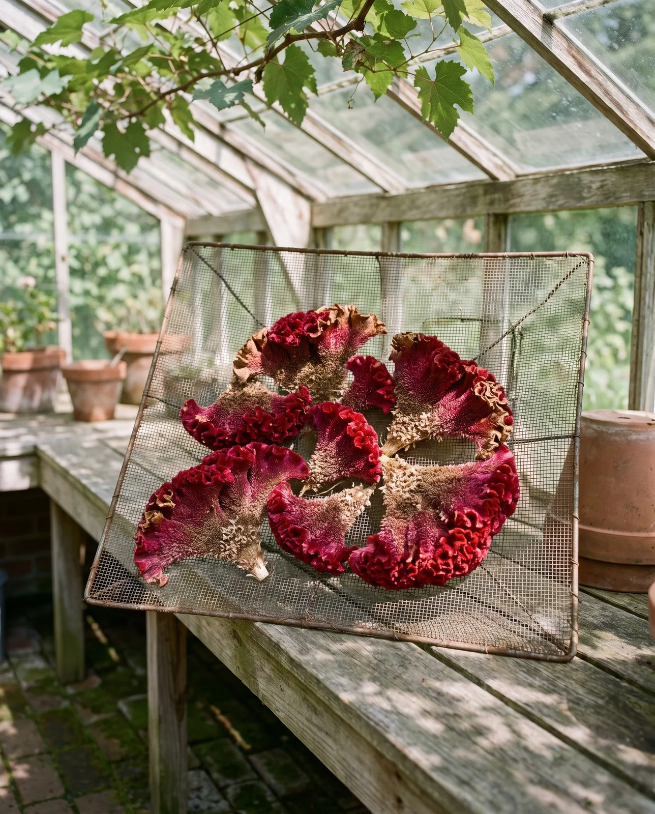 Crimson cockscomb celosia heads curing on a greenhouse wire rack