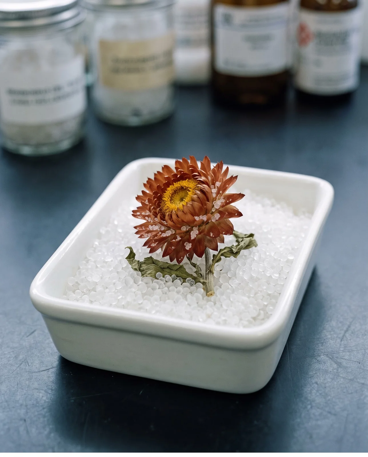 Strawflower head half-submerged in fine white silica gel crystals