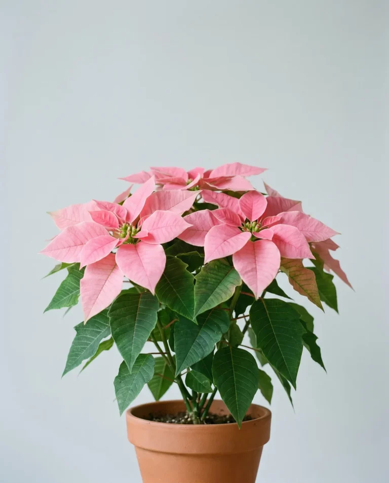 Soft mid-pink poinsettia with rounded bracts in a nursery pot