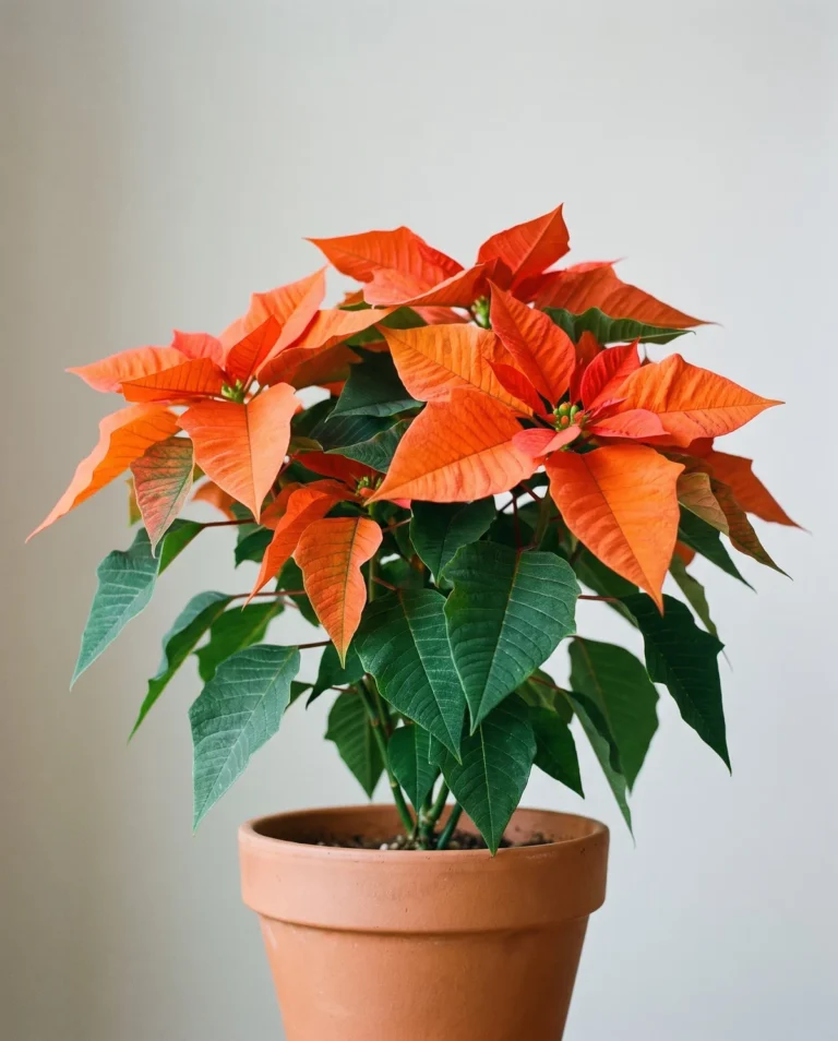 Orange Spice poinsettia with hot orange-scarlet bracts