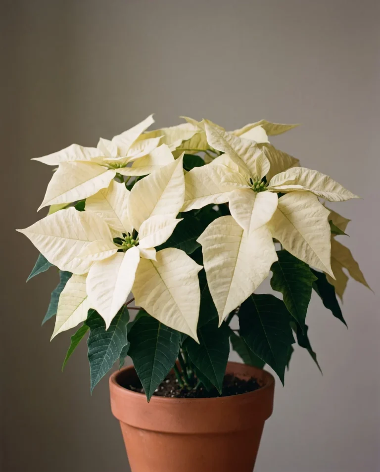 Cream-white poinsettia with soft ivory bracts over dark green leaves