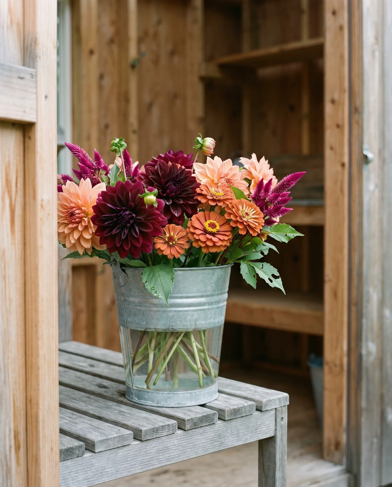Galvanized bucket of cut dahlias, zinnias, and celosias on a potting bench.