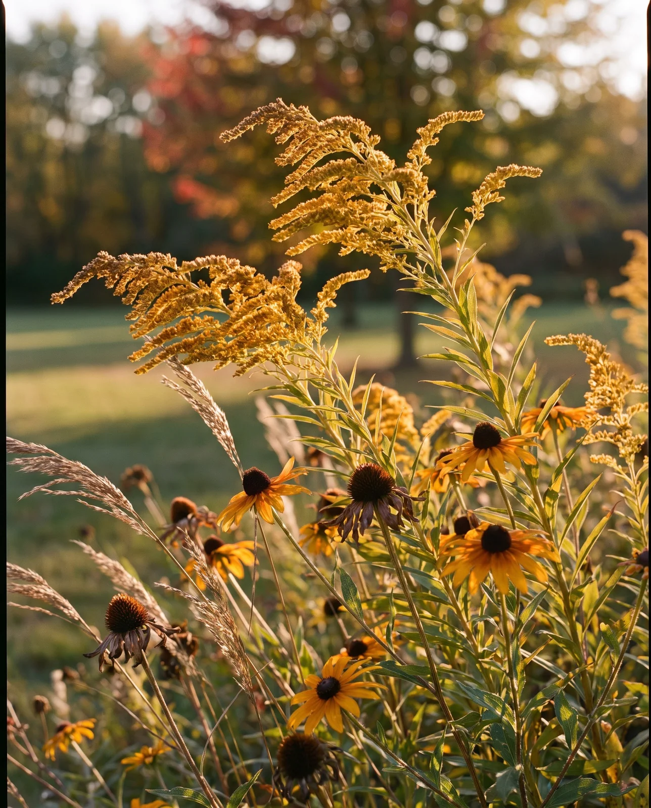 Goldenrod plumes and black-eyed Susans growing along a natural meadow edge.